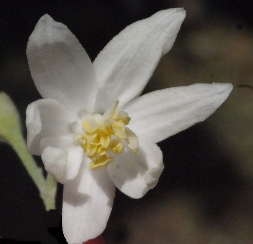 Styrax officinalis