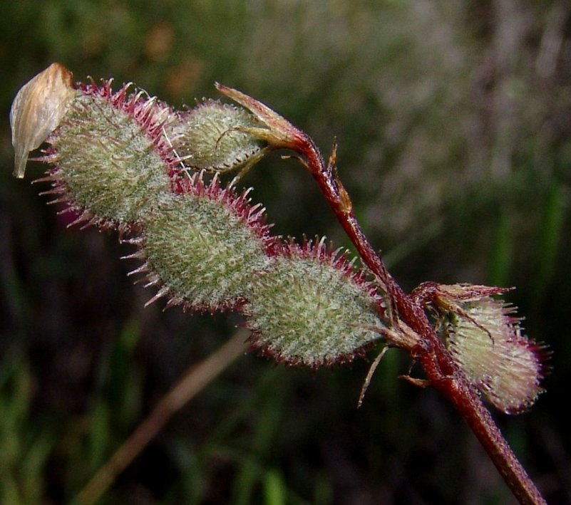 Hedysarum spinosissimumsulla spinosissima tout.jpg