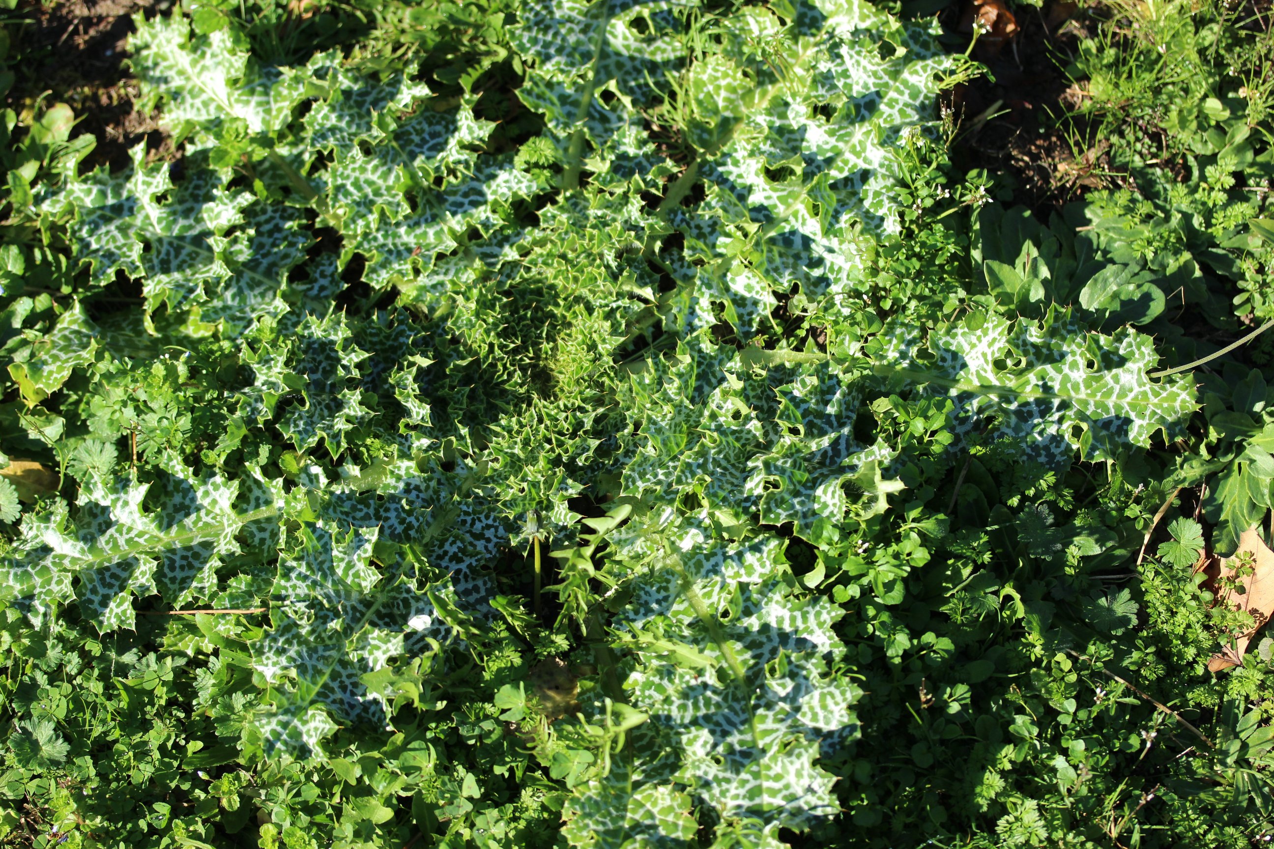 Sylibum marianumsylibum marianum tout.jpg