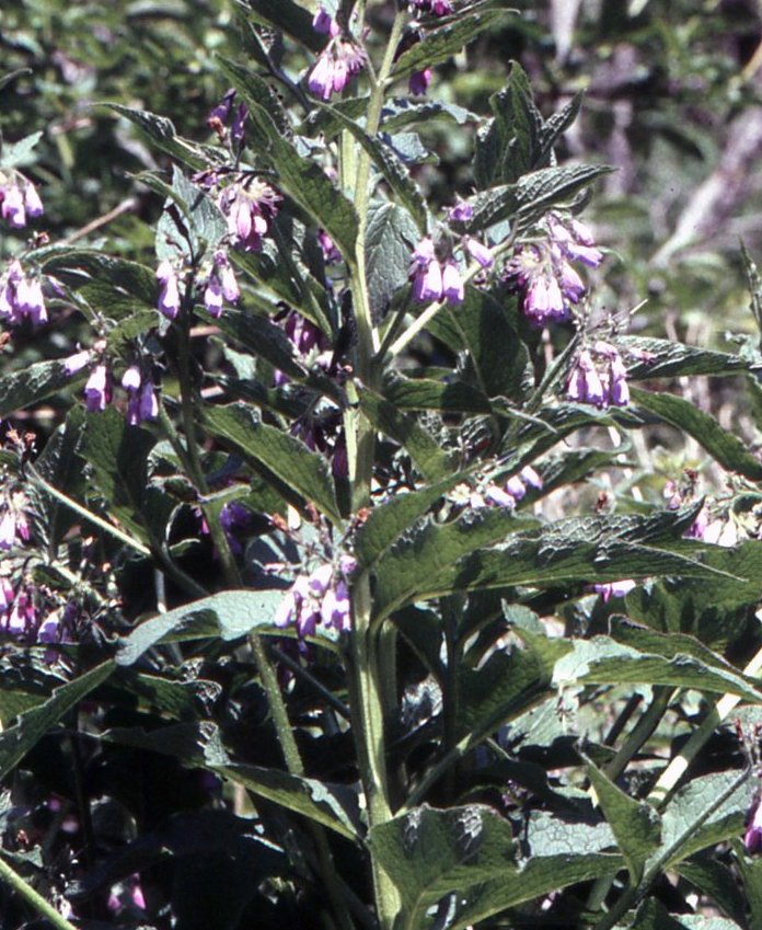 symphytum x uplandicum