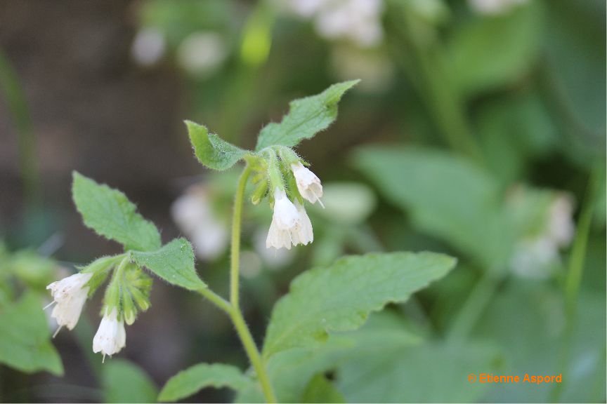symphytum orientale