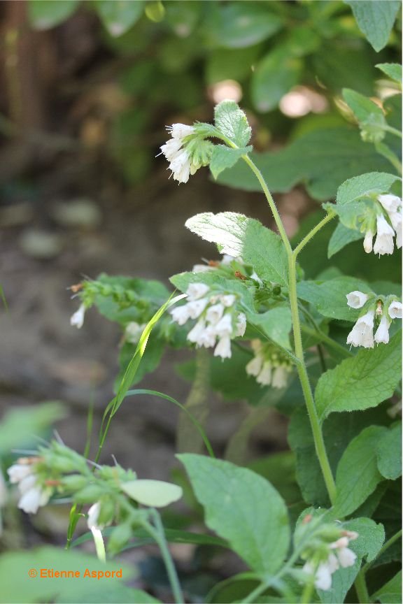 symphytum orientale