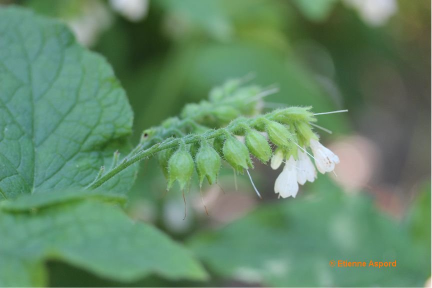 symphytum orientale