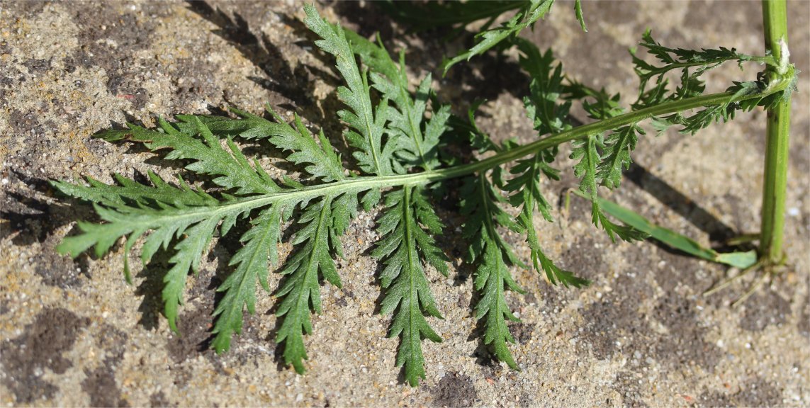 tanacetum vulgare