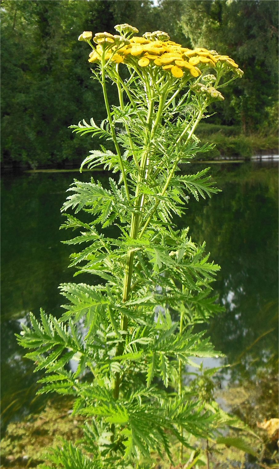tanacetum vulgare