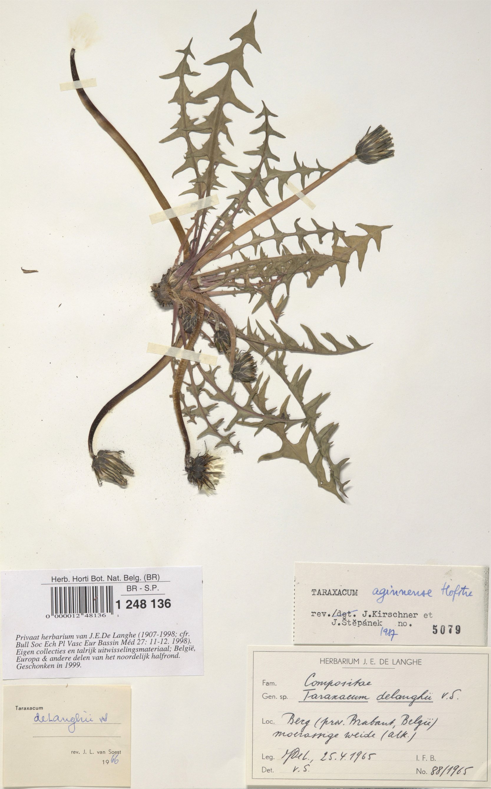 taraxacum aginnense