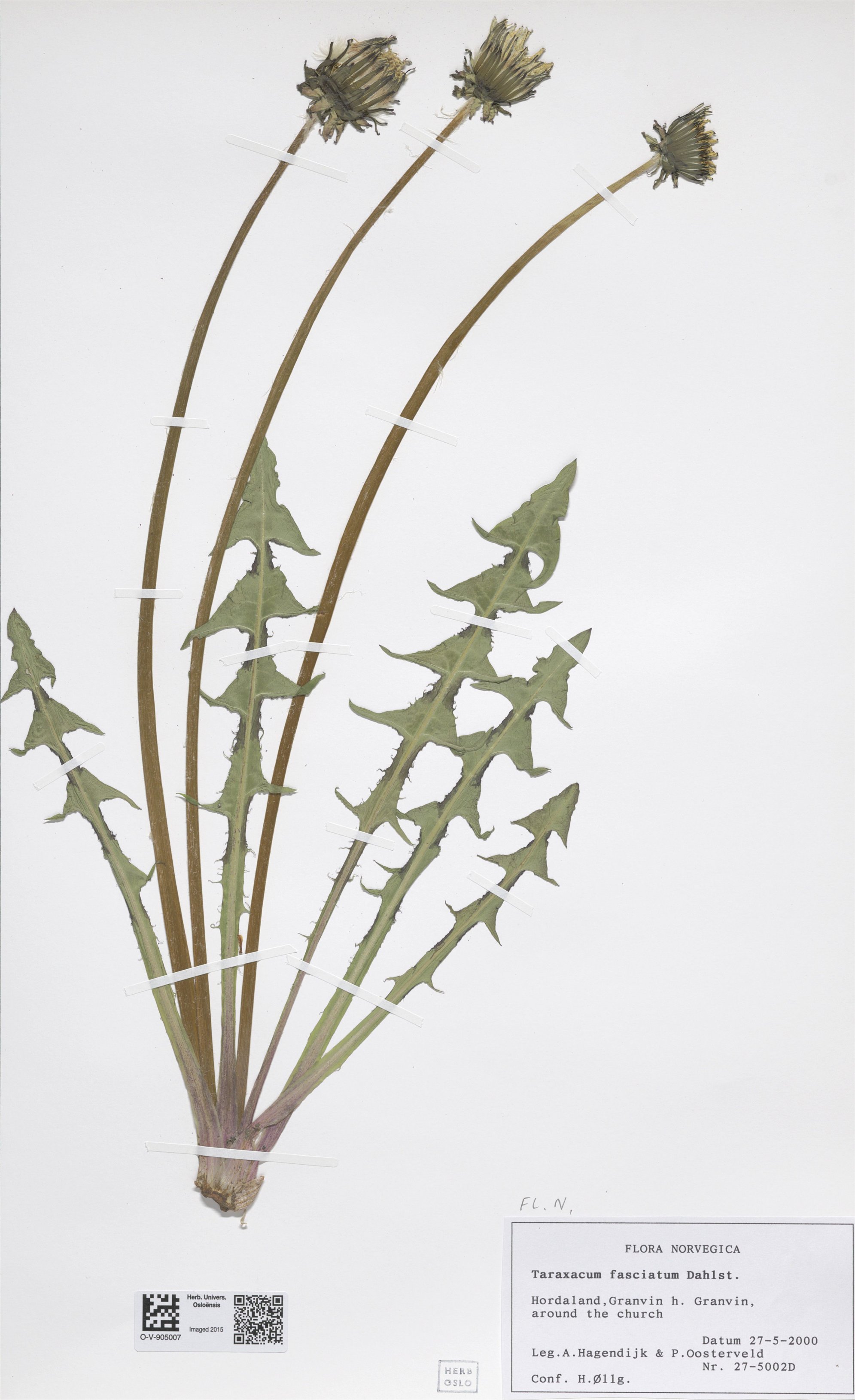 taraxacum fasciatum