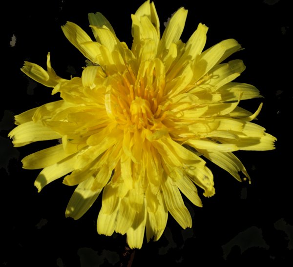 taraxacum rubicundum