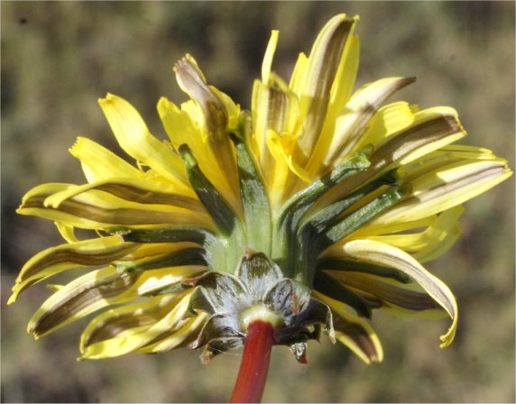 taraxacum rubicundum