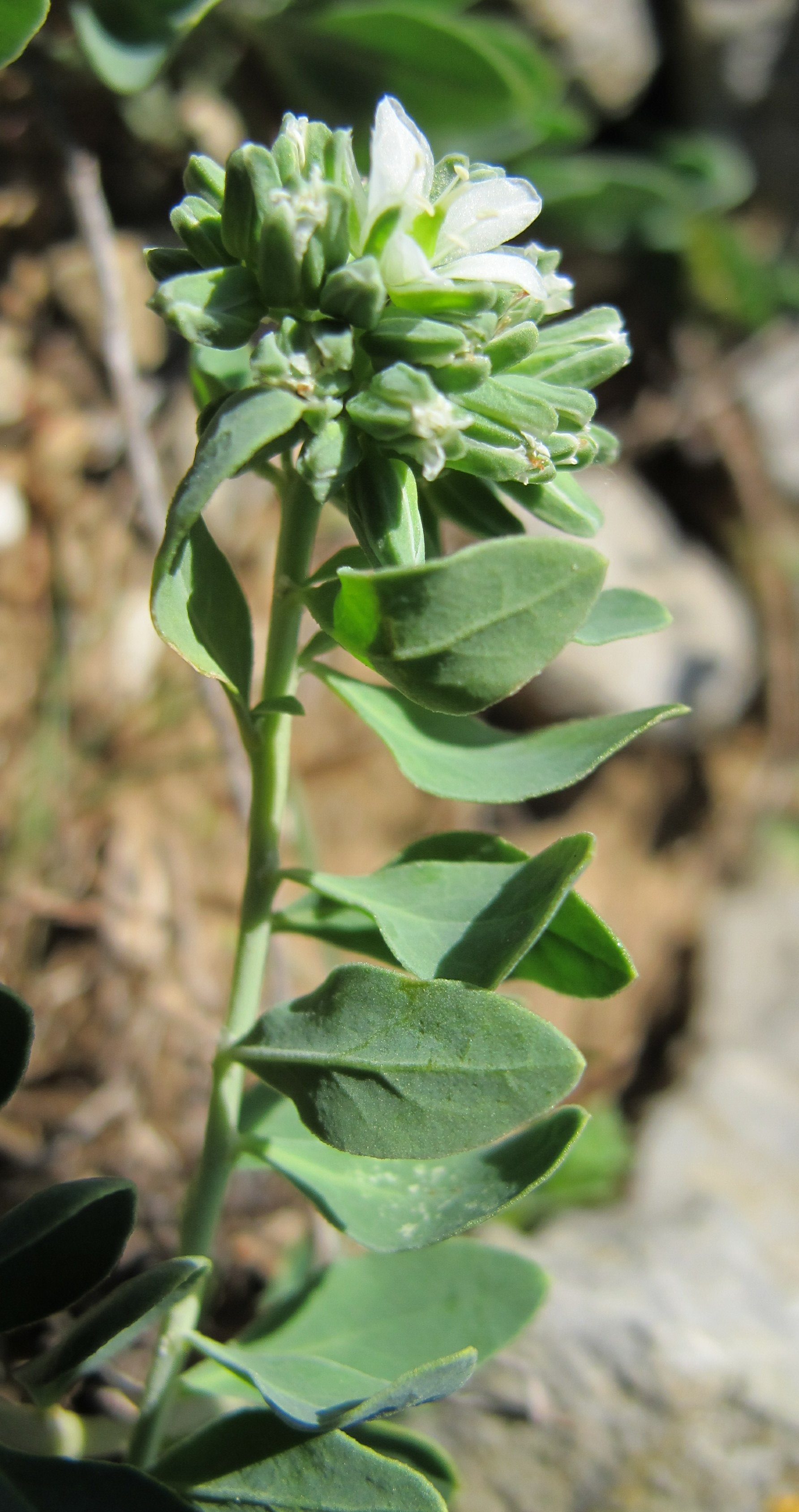 Telephium imperati
