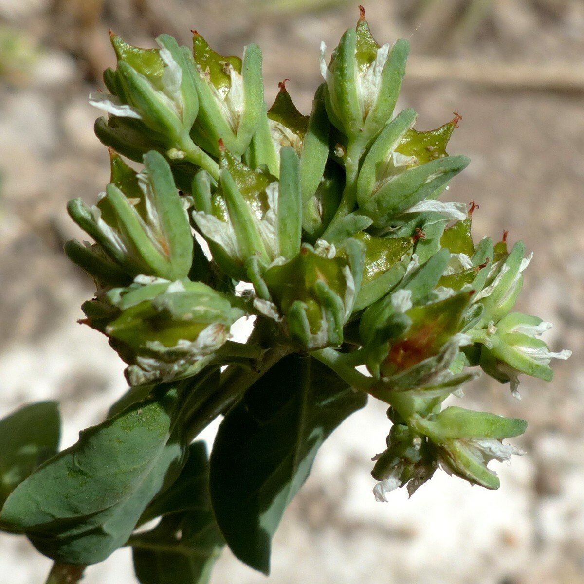 Telephium imperati