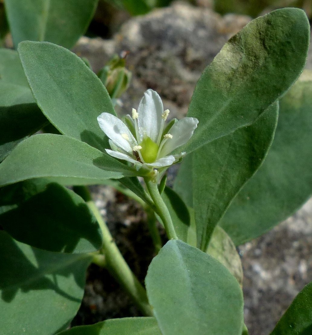 Telephium imperati