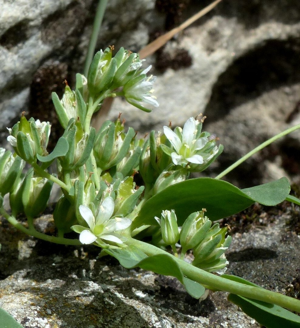 Telephium imperati