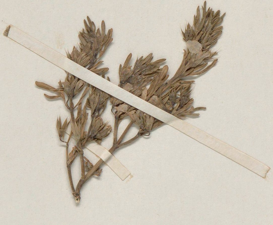teucrium aristatum