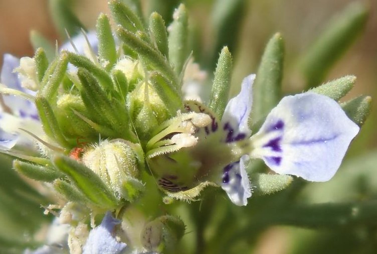 teucrium aristatum