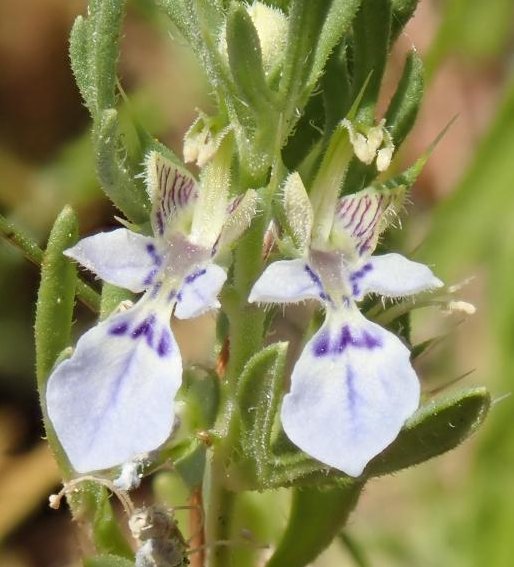 teucrium aristatum