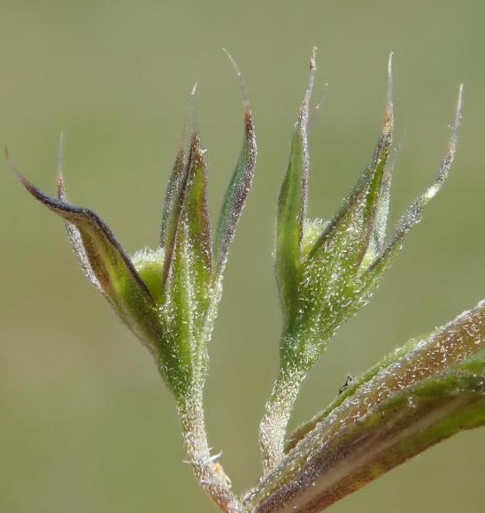 teucrium aristatum