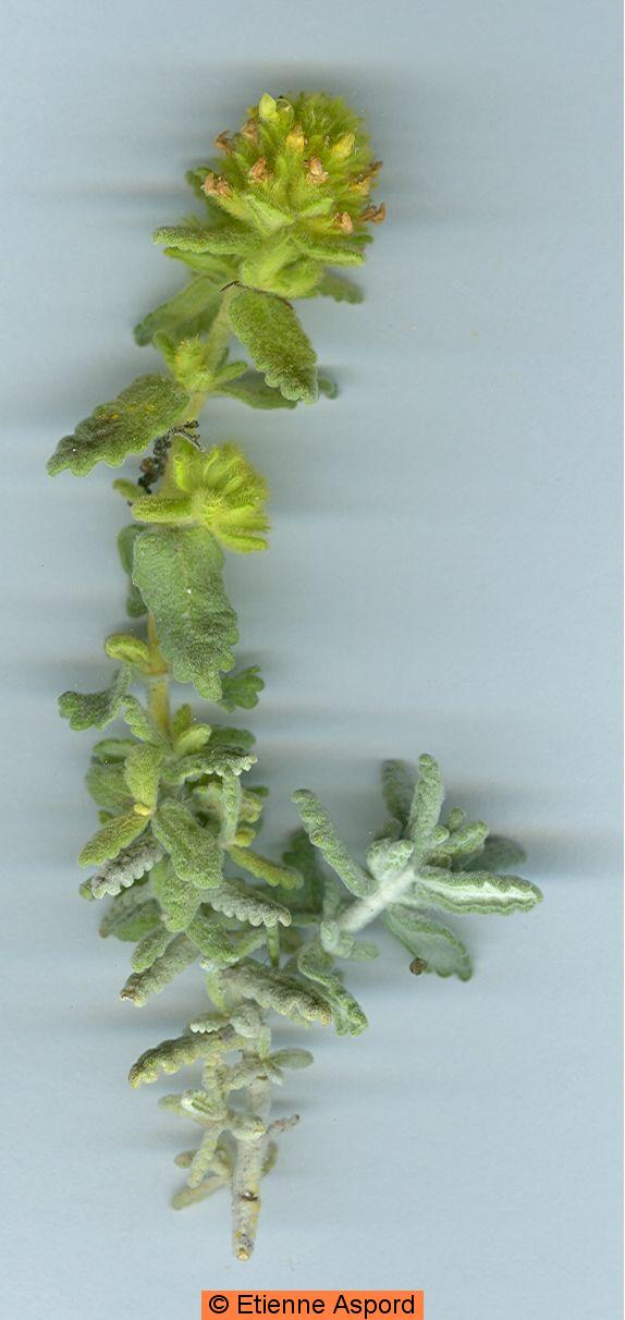 teucrium aureum