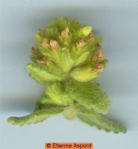 teucrium aureum