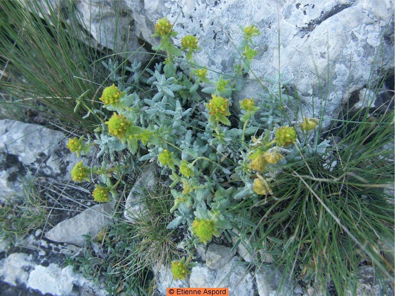 teucrium aureum