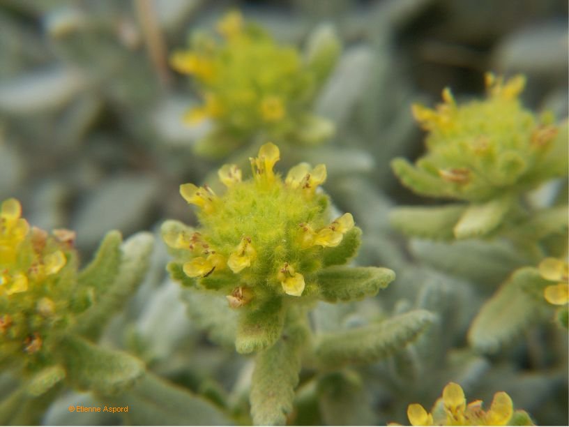 teucrium aureum