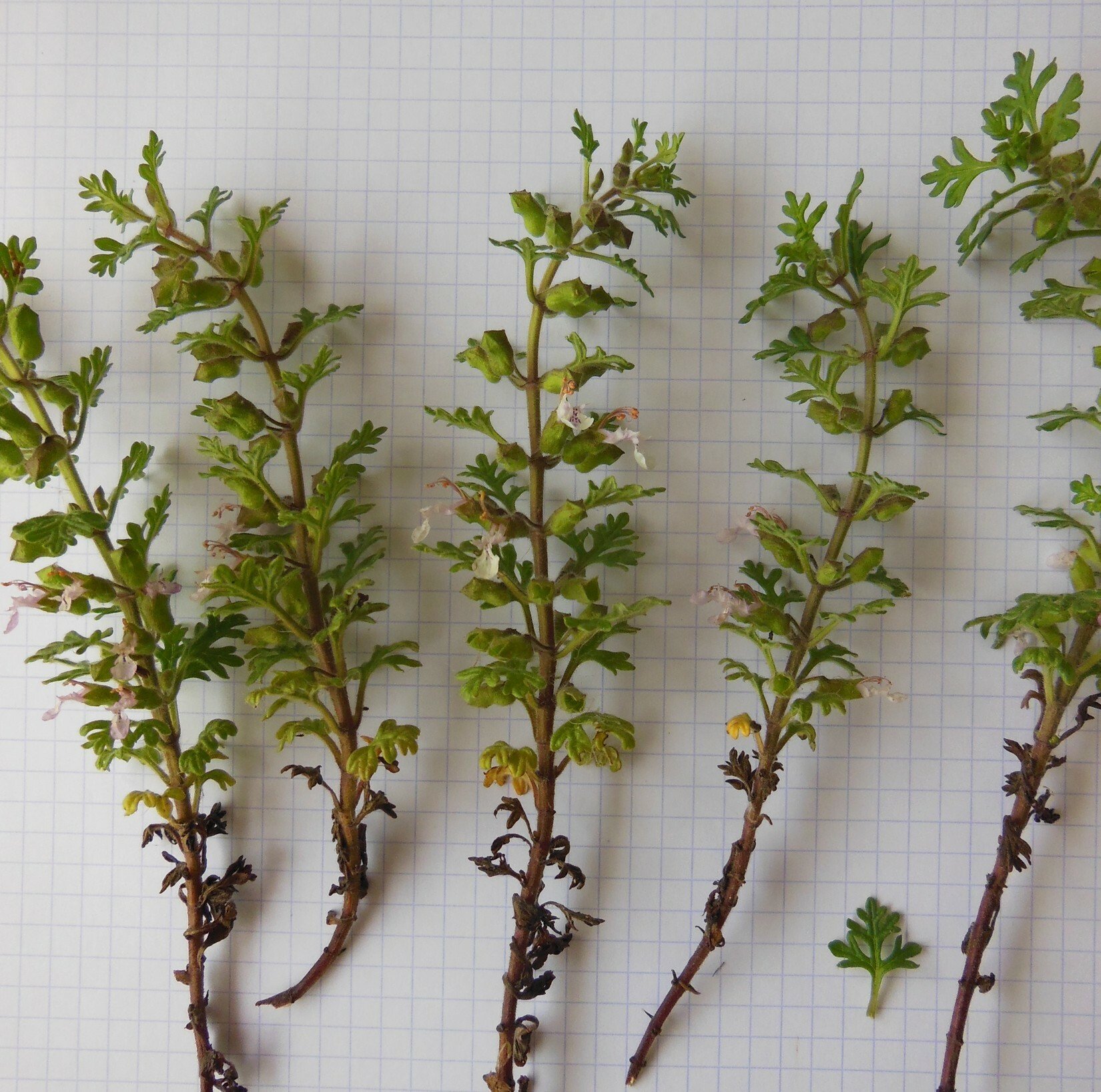 teucrium botrys