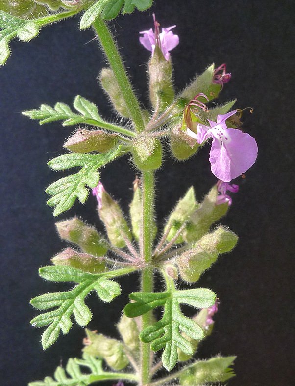 teucrium botrys