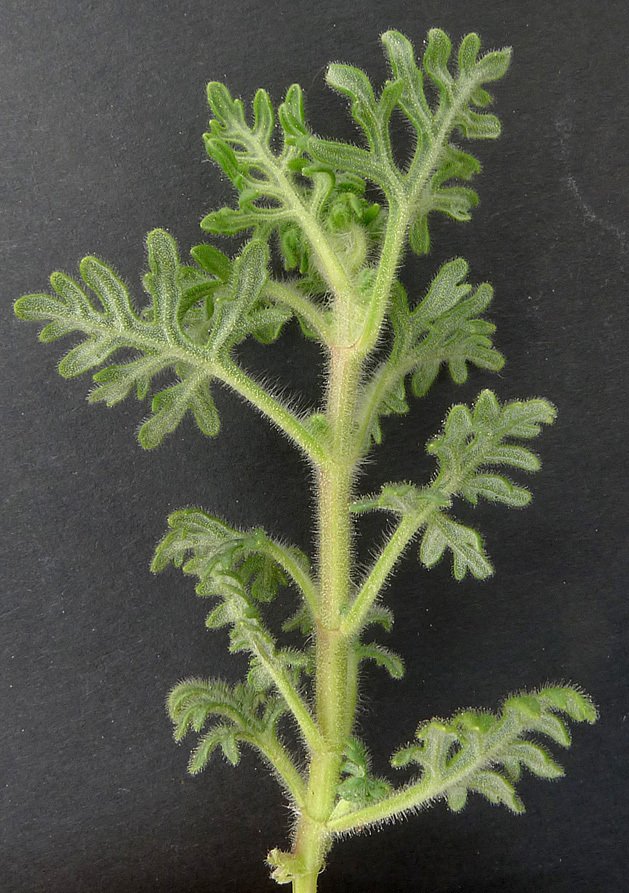 teucrium botrys