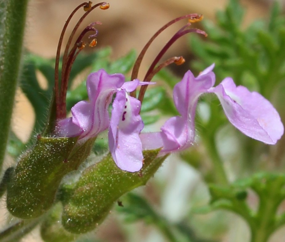 teucrium botrys
