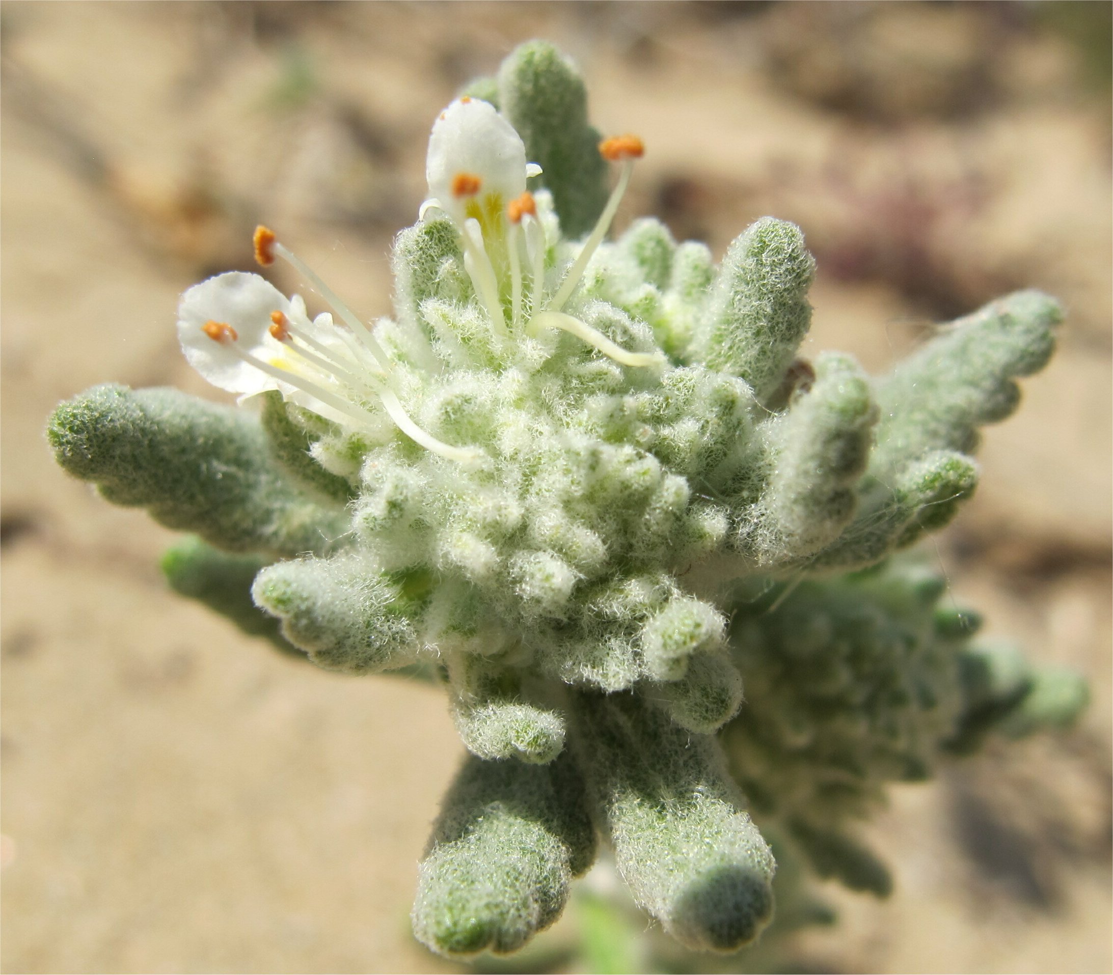 teucrium dunense
