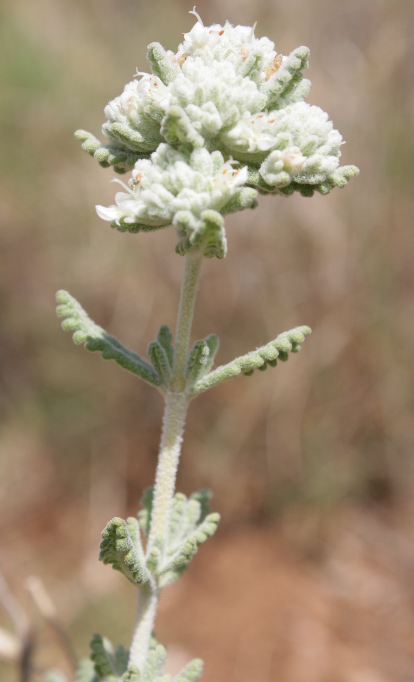 teucrium dunense