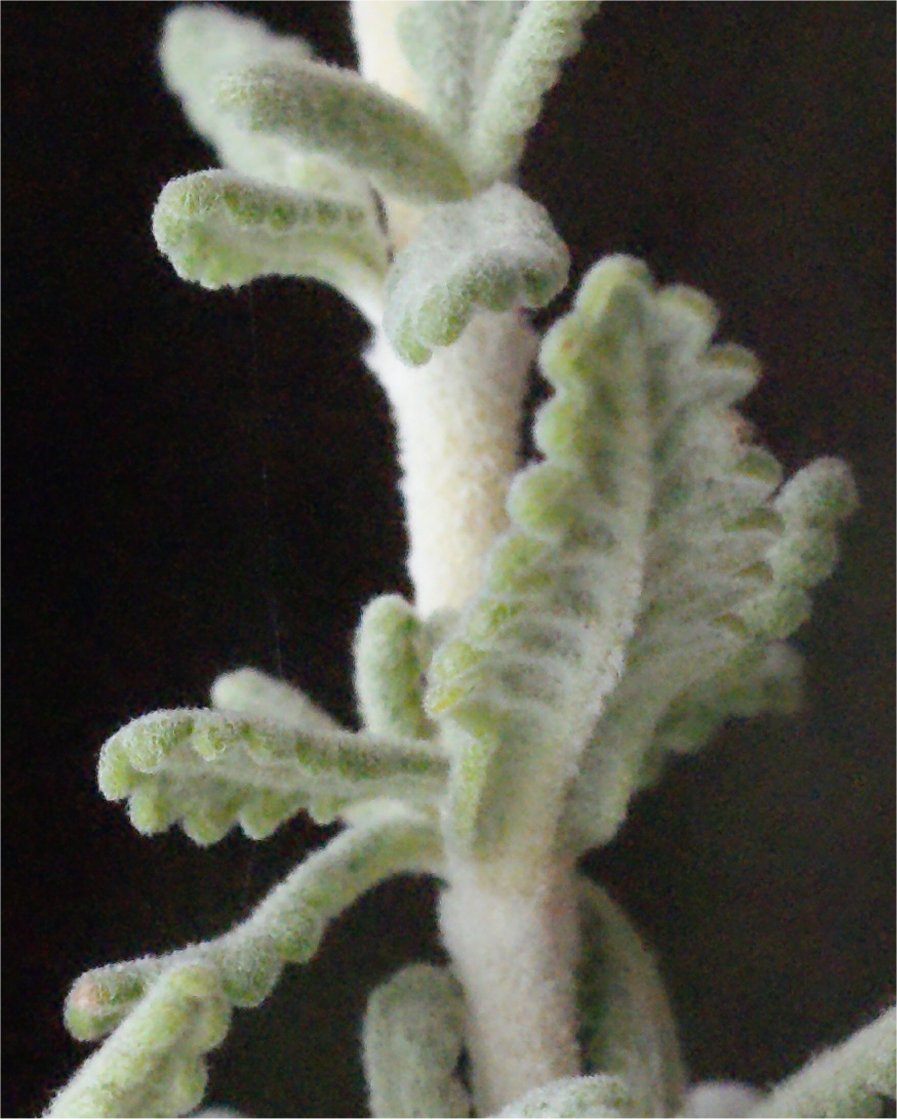 teucrium dunense