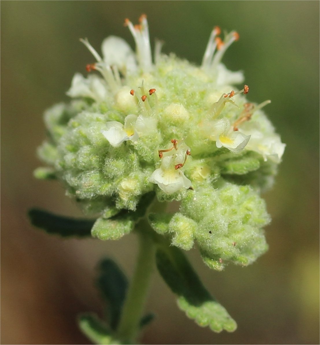 teucrium polium