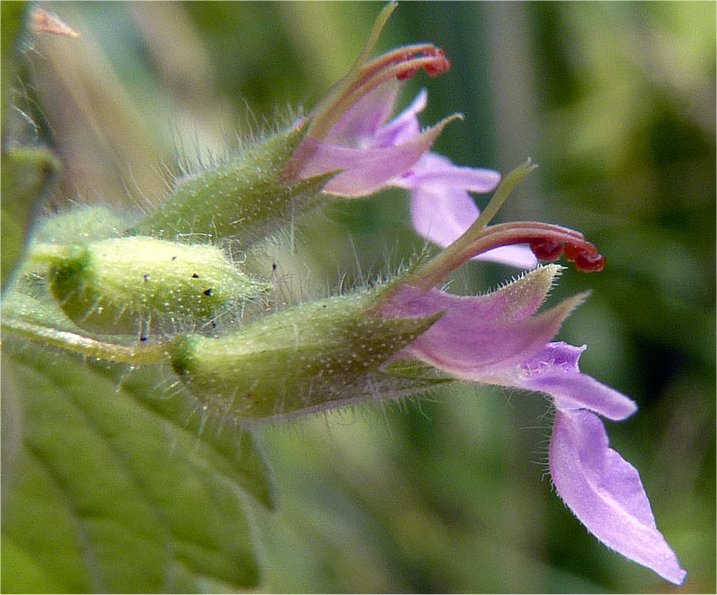 teucrium scordium