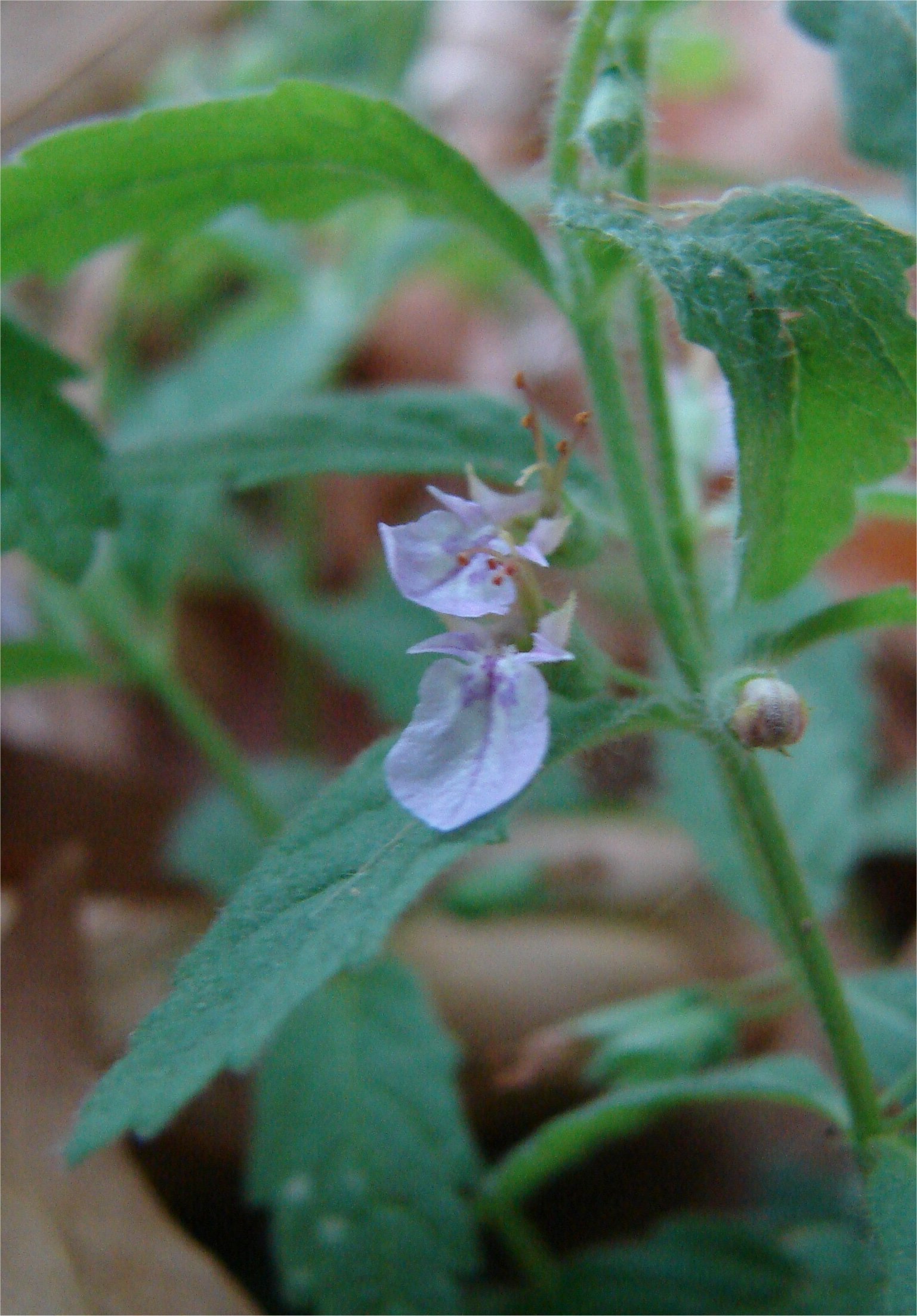 teucrium scordium