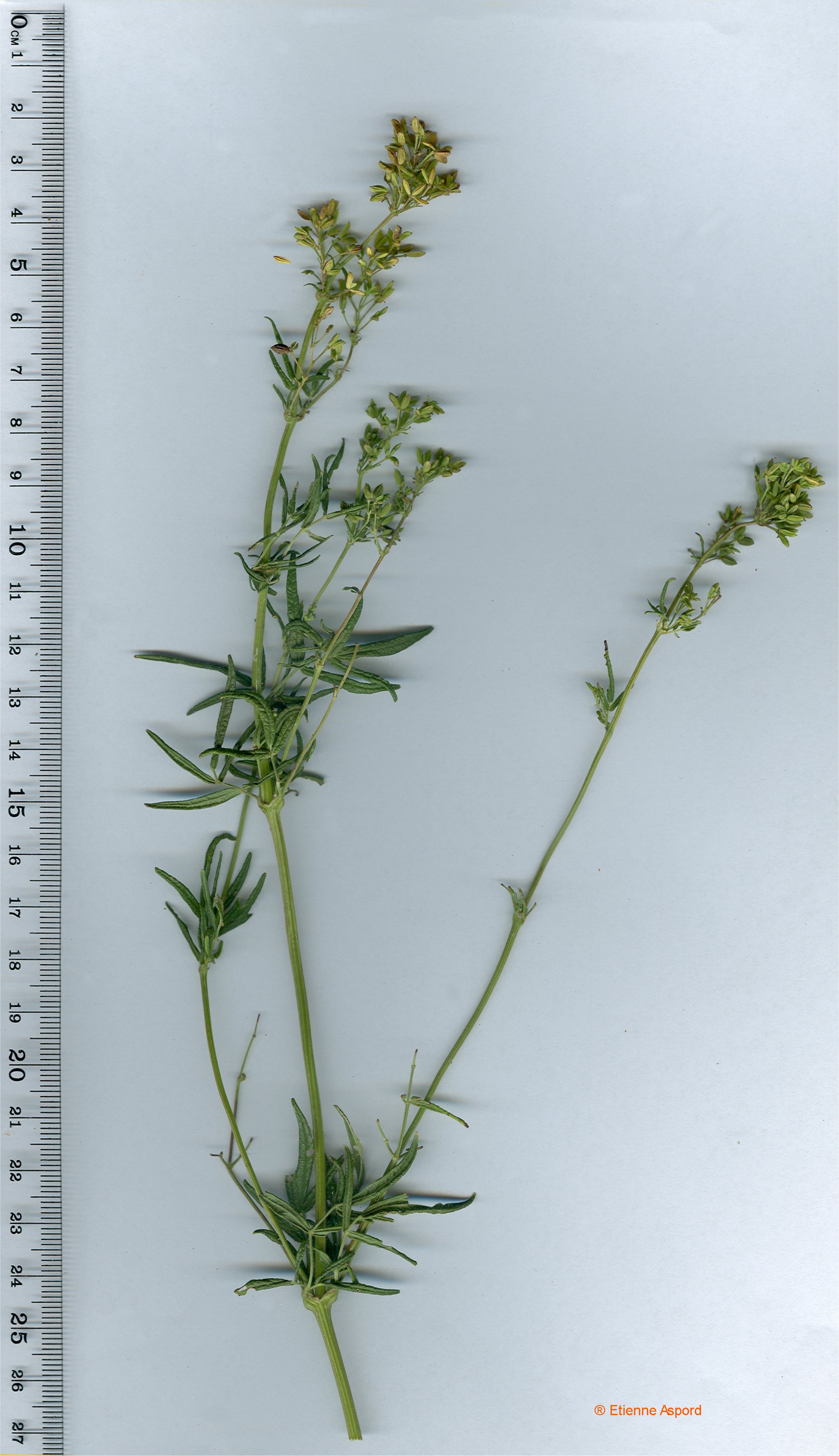 thalictrum lucidum