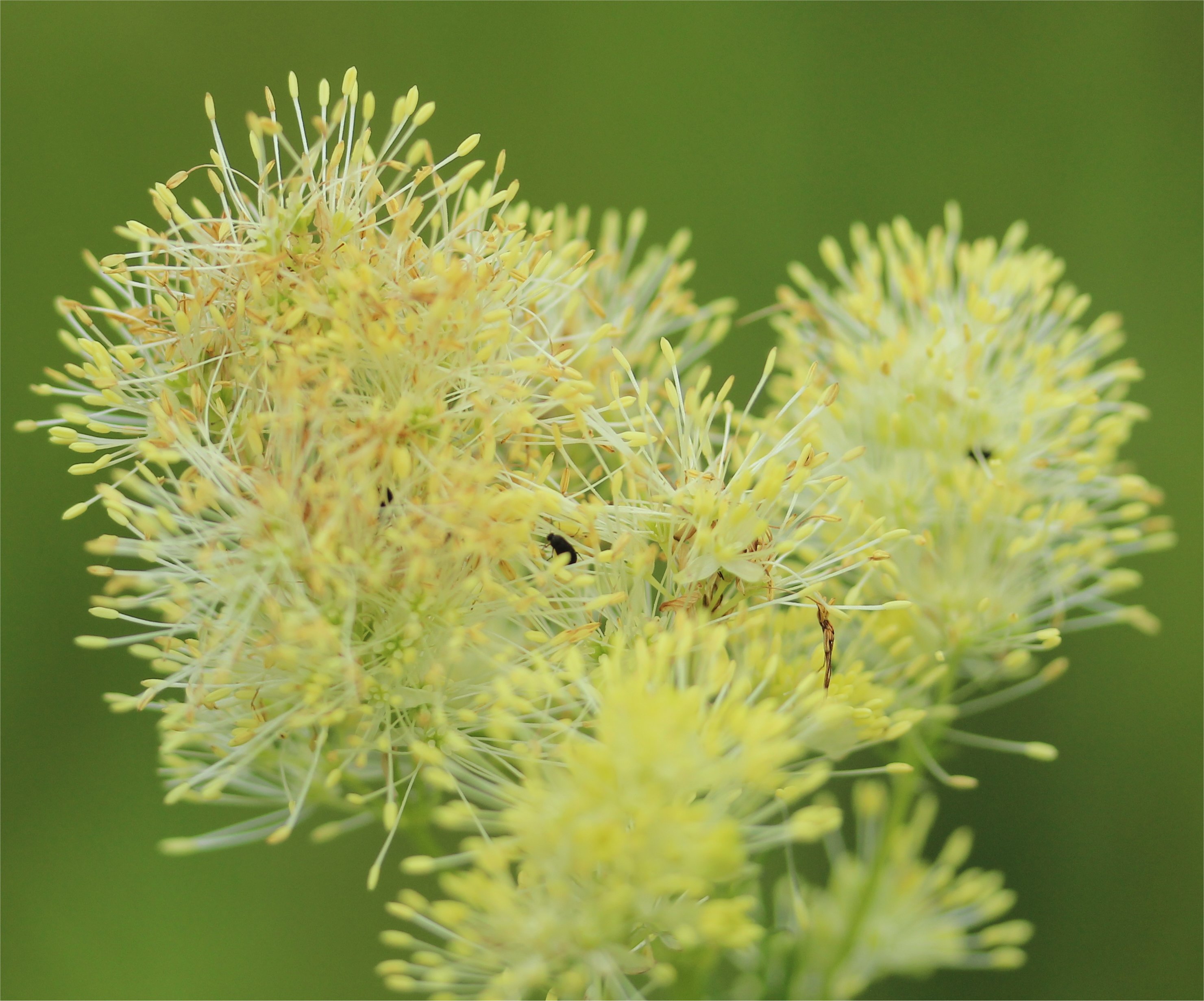 thalictrum lucidum