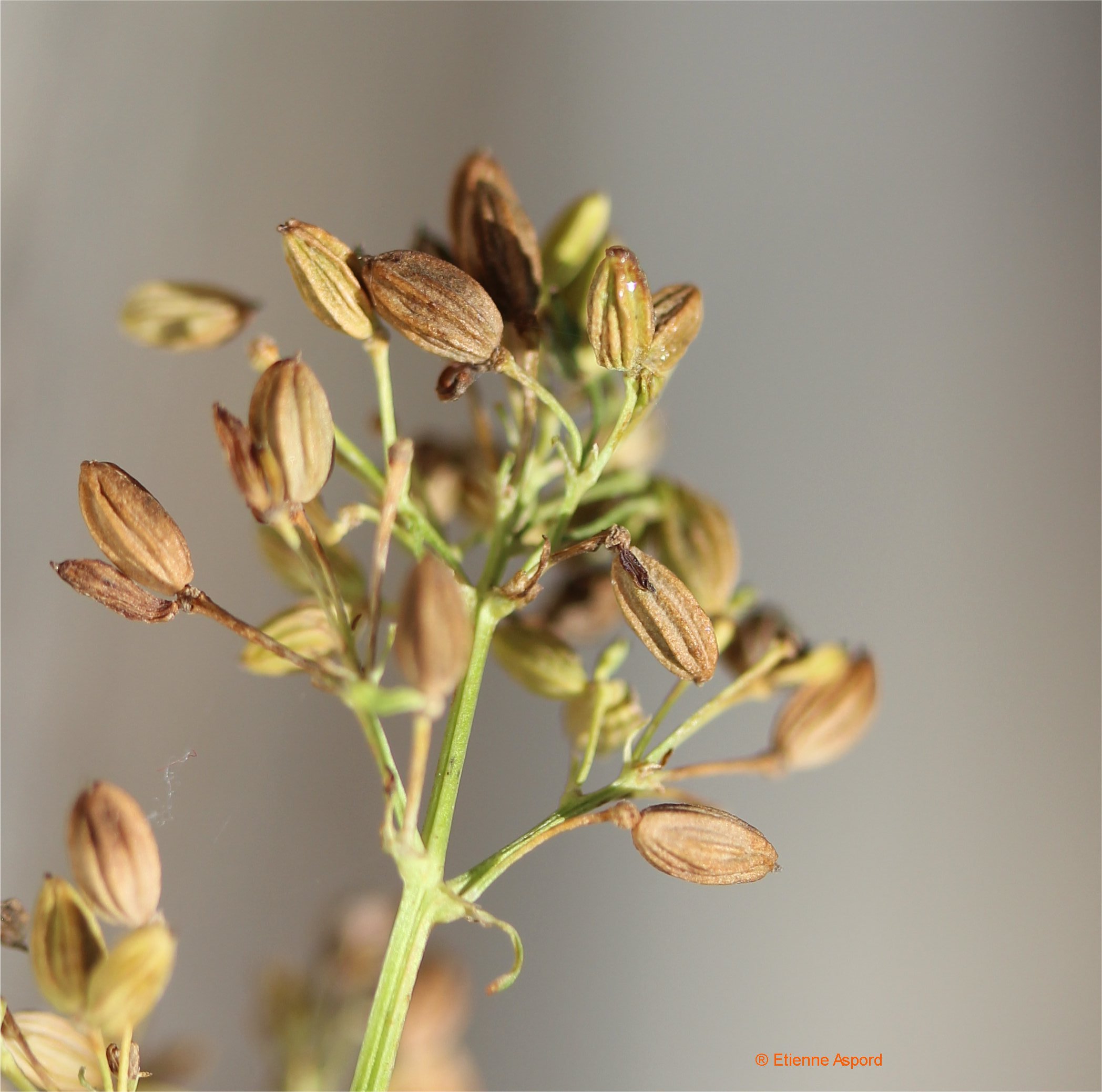 thalictrum lucidum