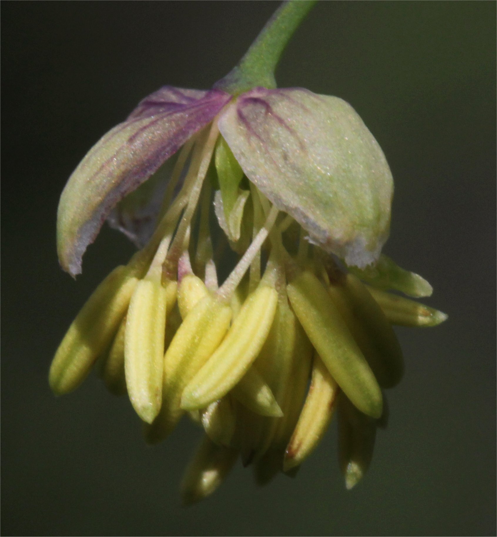 thalictrum minus