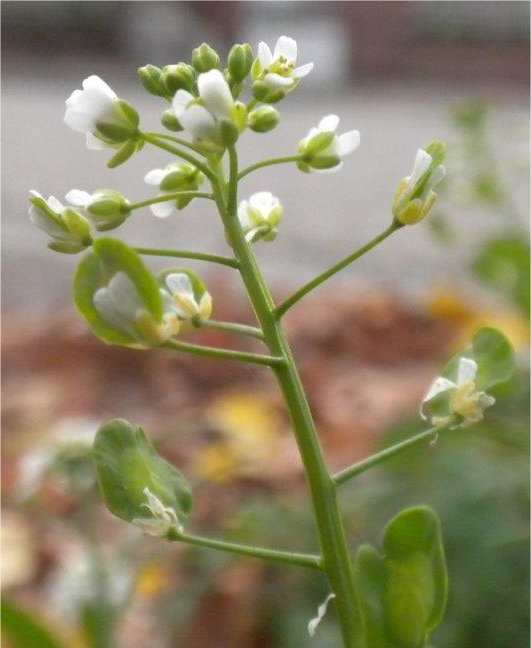 Thlaspi arvensethlaspi arvense