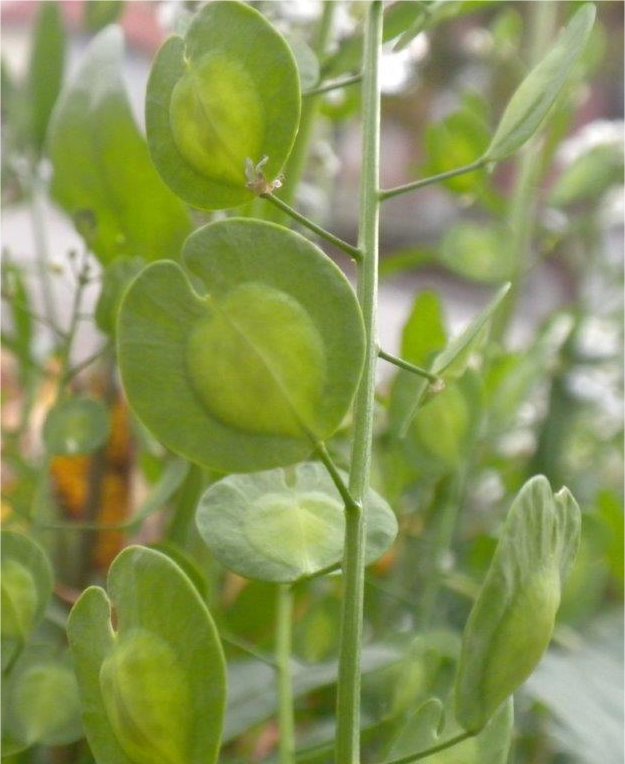 Thlaspi arvensethlaspi arvense