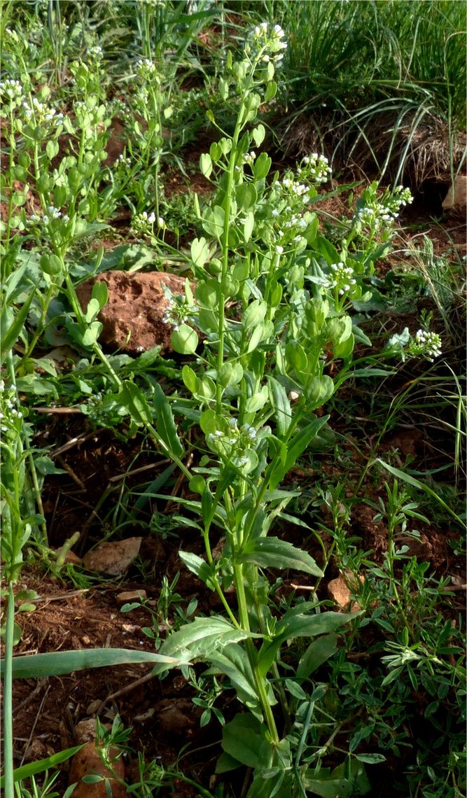 Thlaspi arvensethlaspi arvense