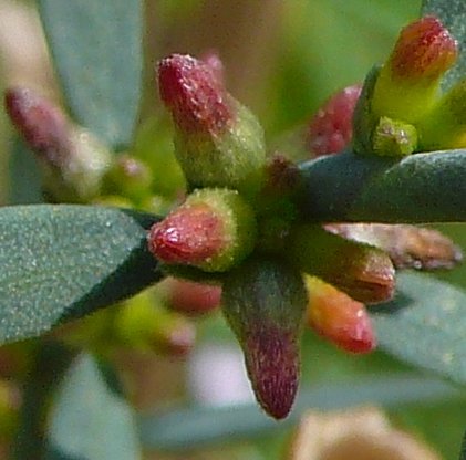 thymelaea passerina subsp passerina tout.jpg