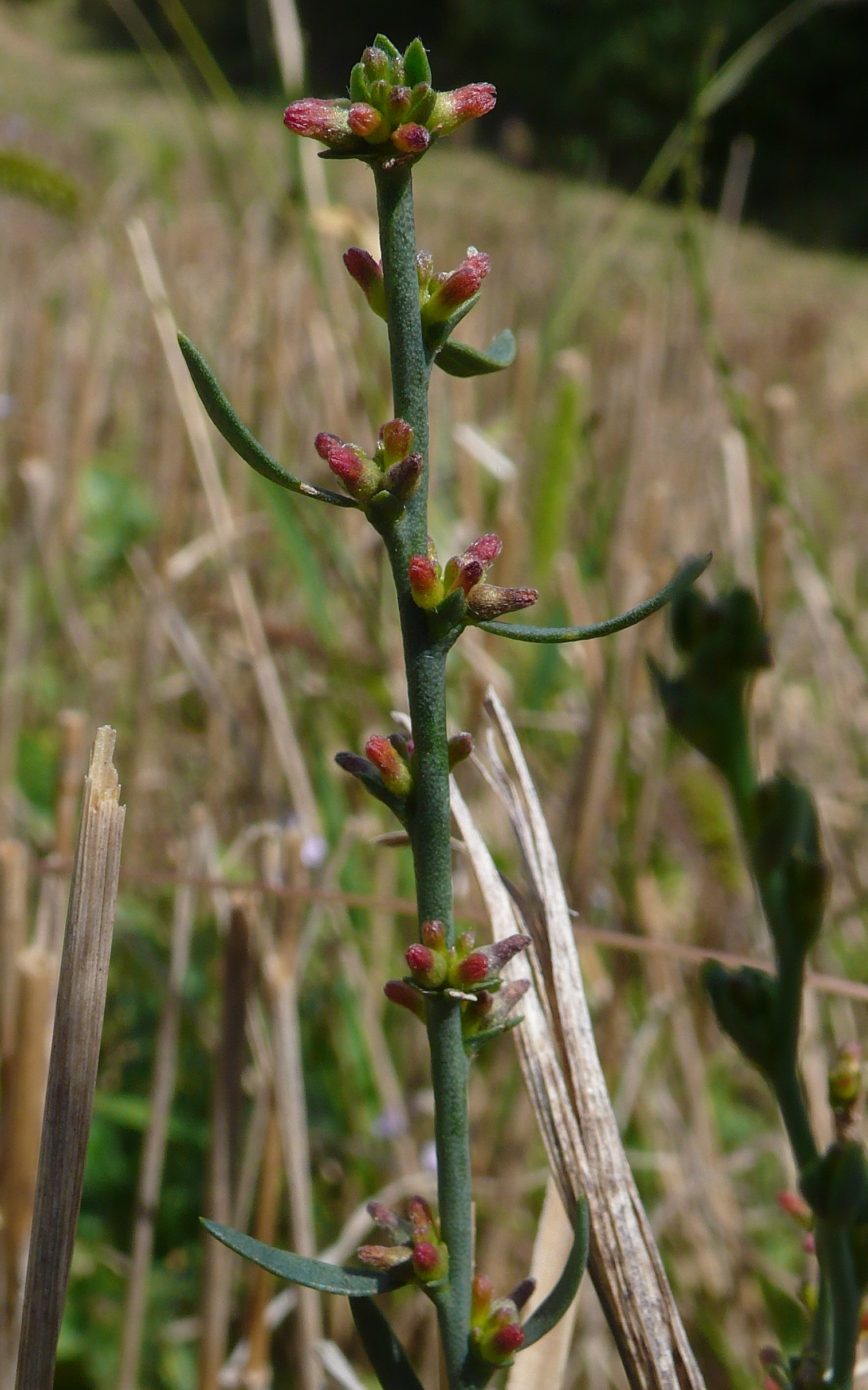 thymelaea passerina subsp passerina tout.jpg