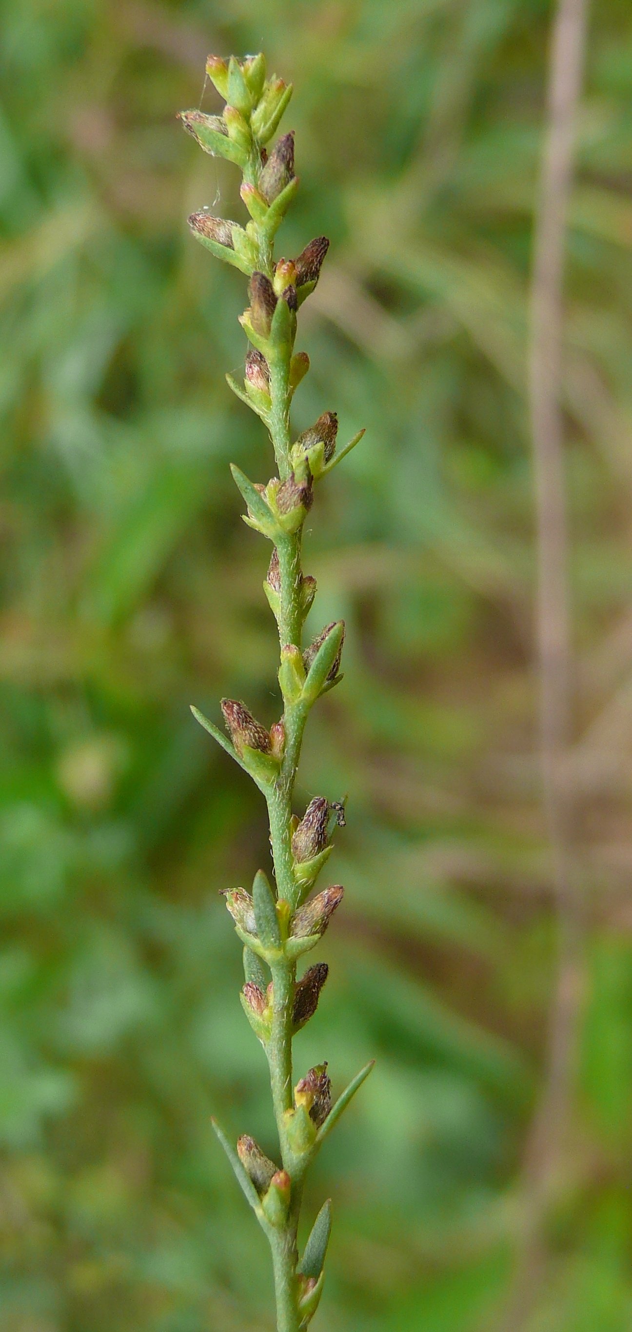 thymelaea passerina subsp pubescens