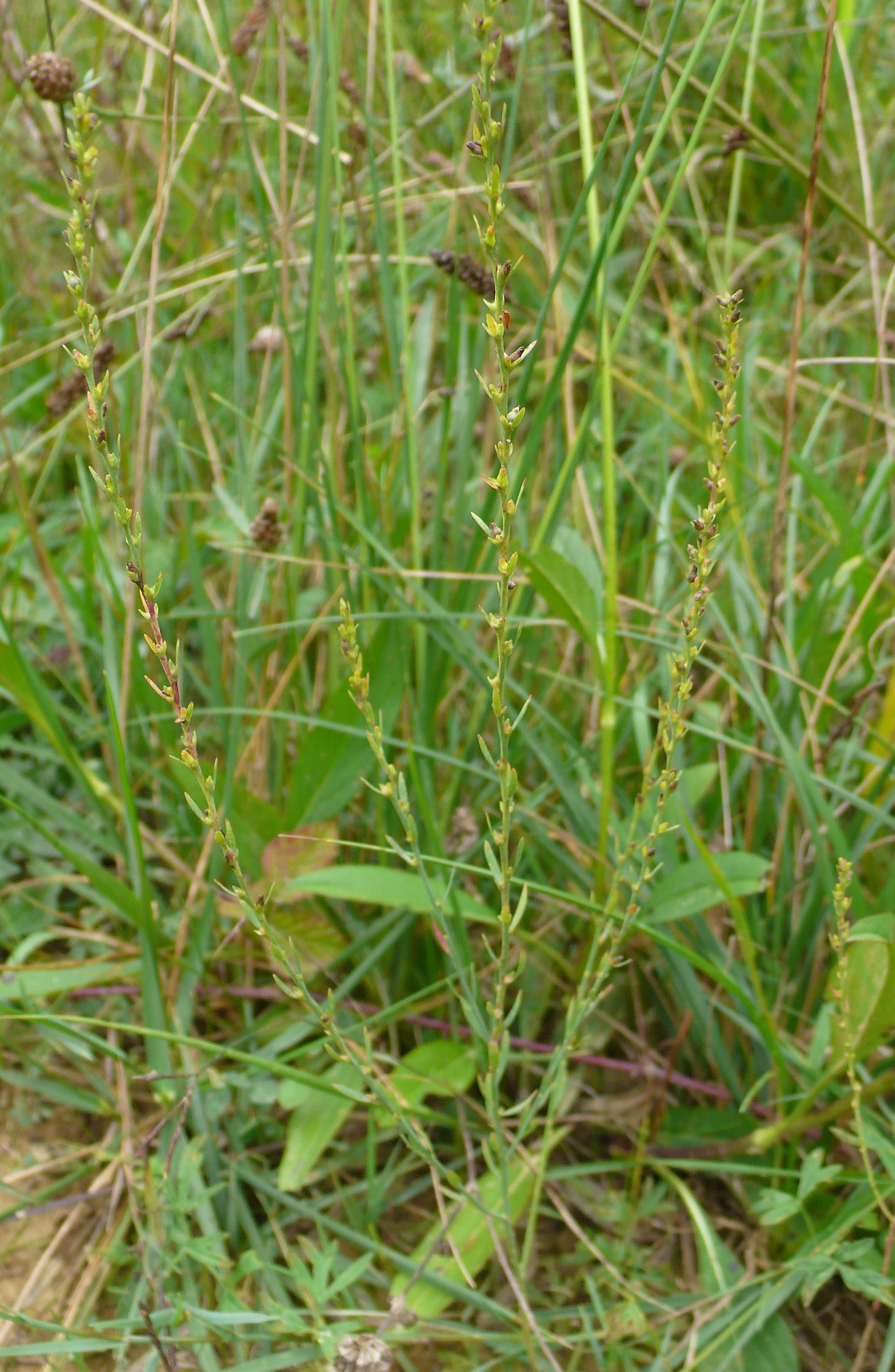 thymelaea passerina subsp pubescens