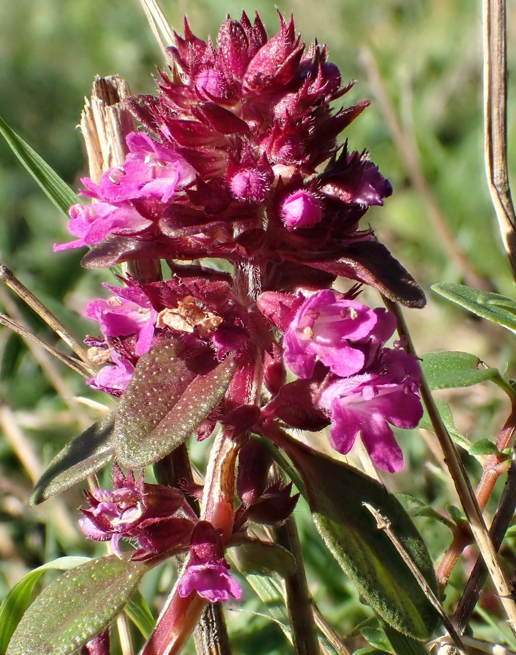 thymus pulegioides