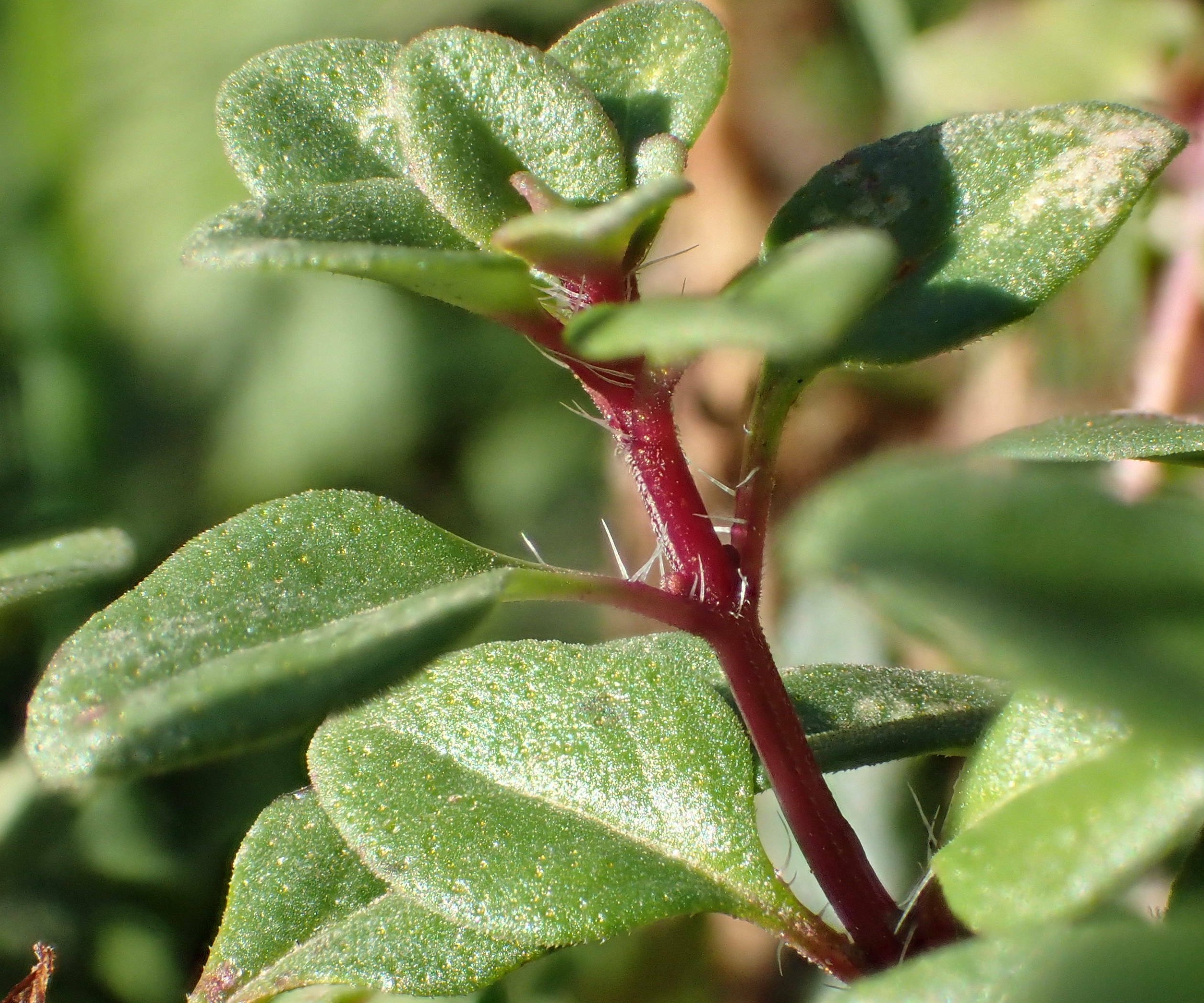 thymus pulegioides