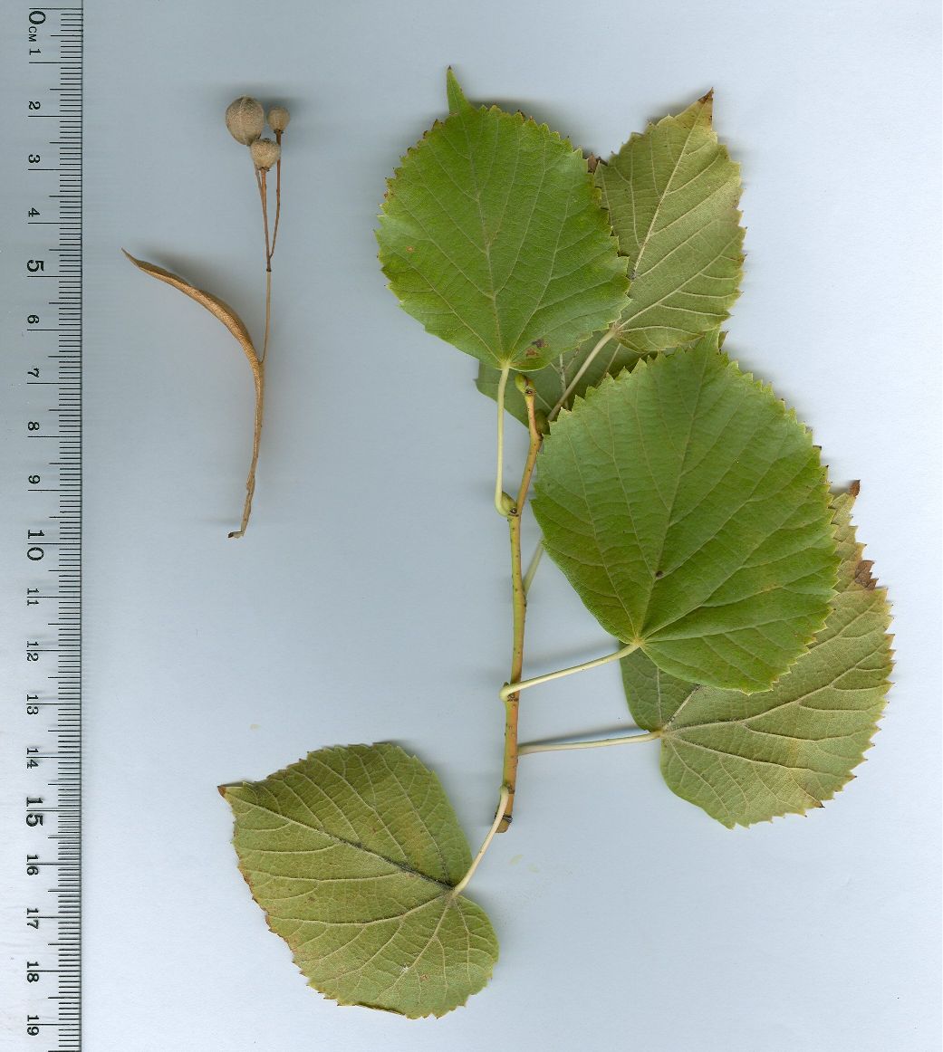 tilia-platyphyllos