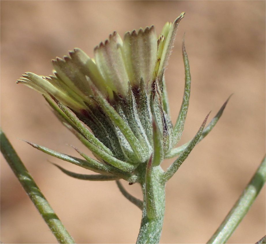 tolpis barbata